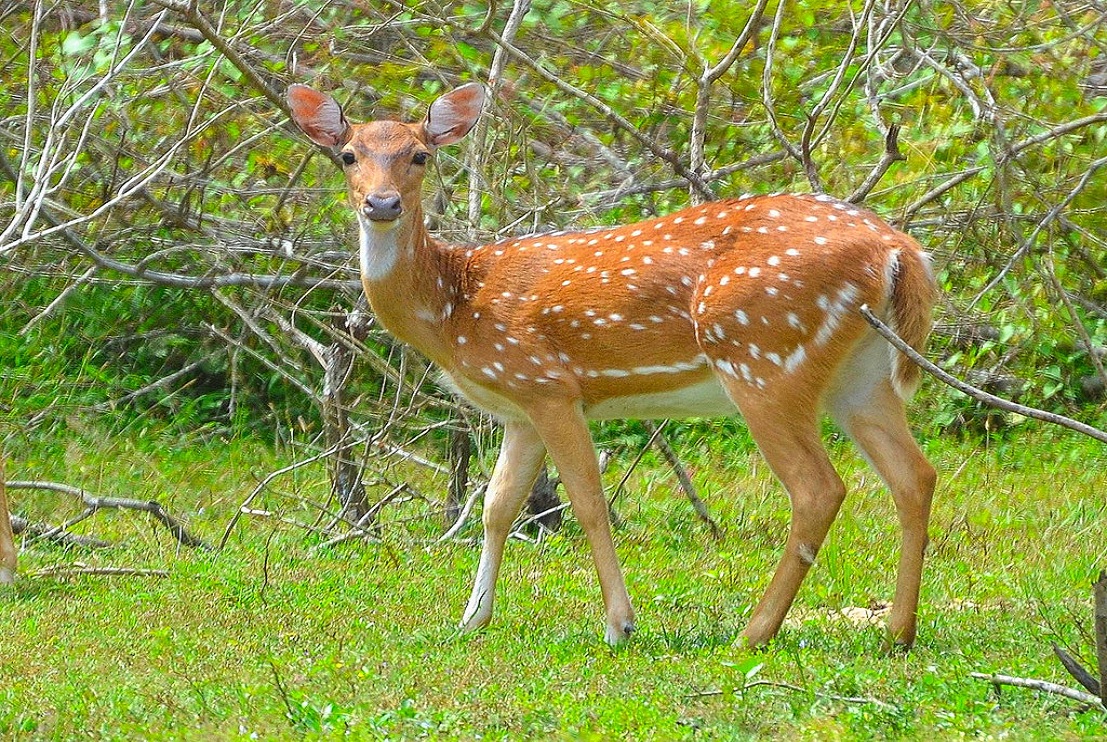 deer